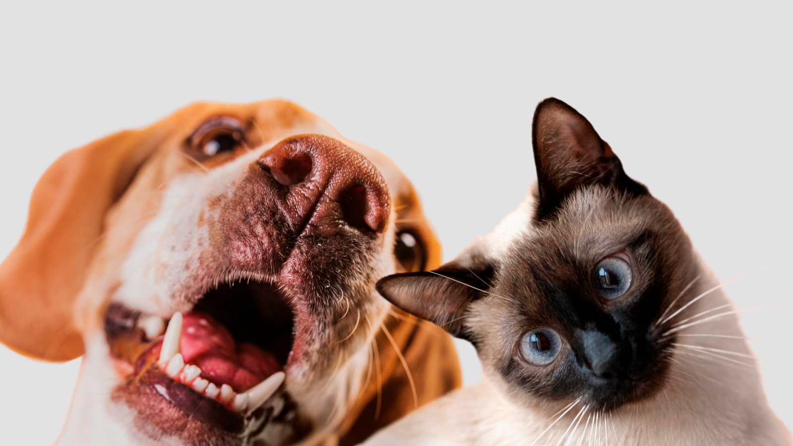 plano-de-cremacao-pet-em-curitiba